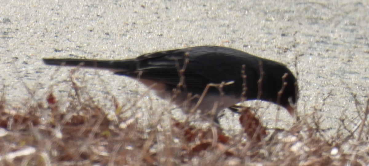 Dark-eyed Junco (Slate-colored) - ML613738042