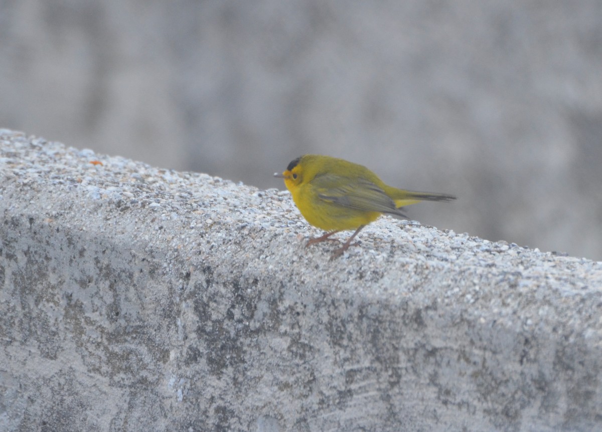 Wilson's Warbler - ML613738056