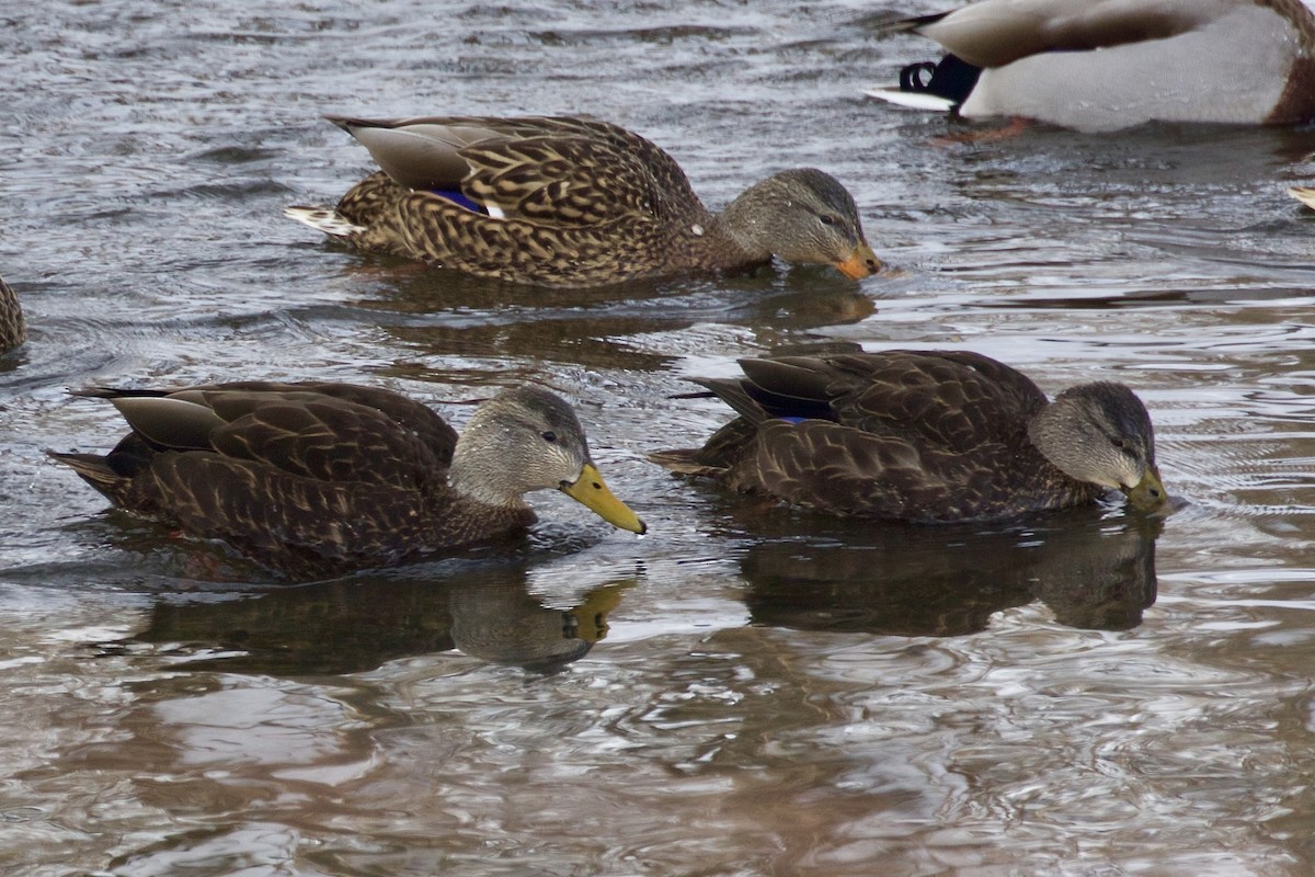 Canard noir - ML613738071