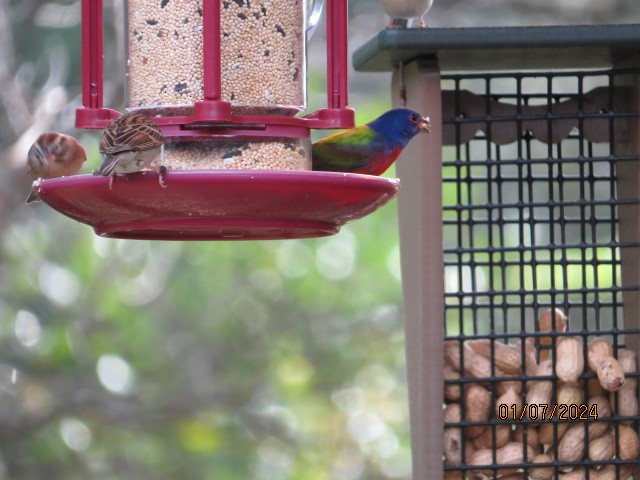 Painted Bunting - ML613738140