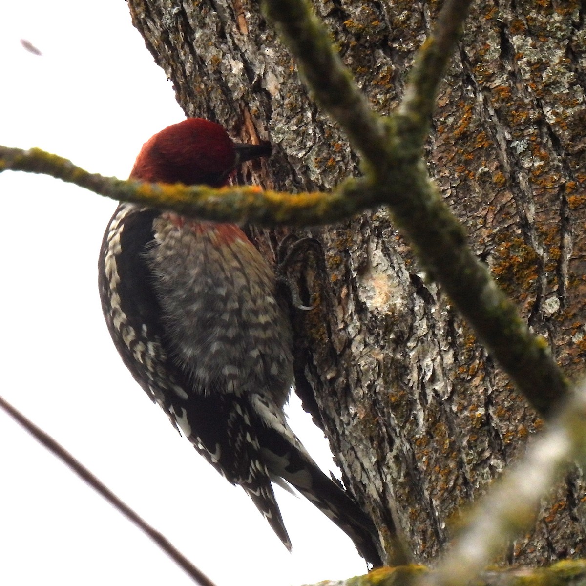 Red-breasted Sapsucker - ML613738238