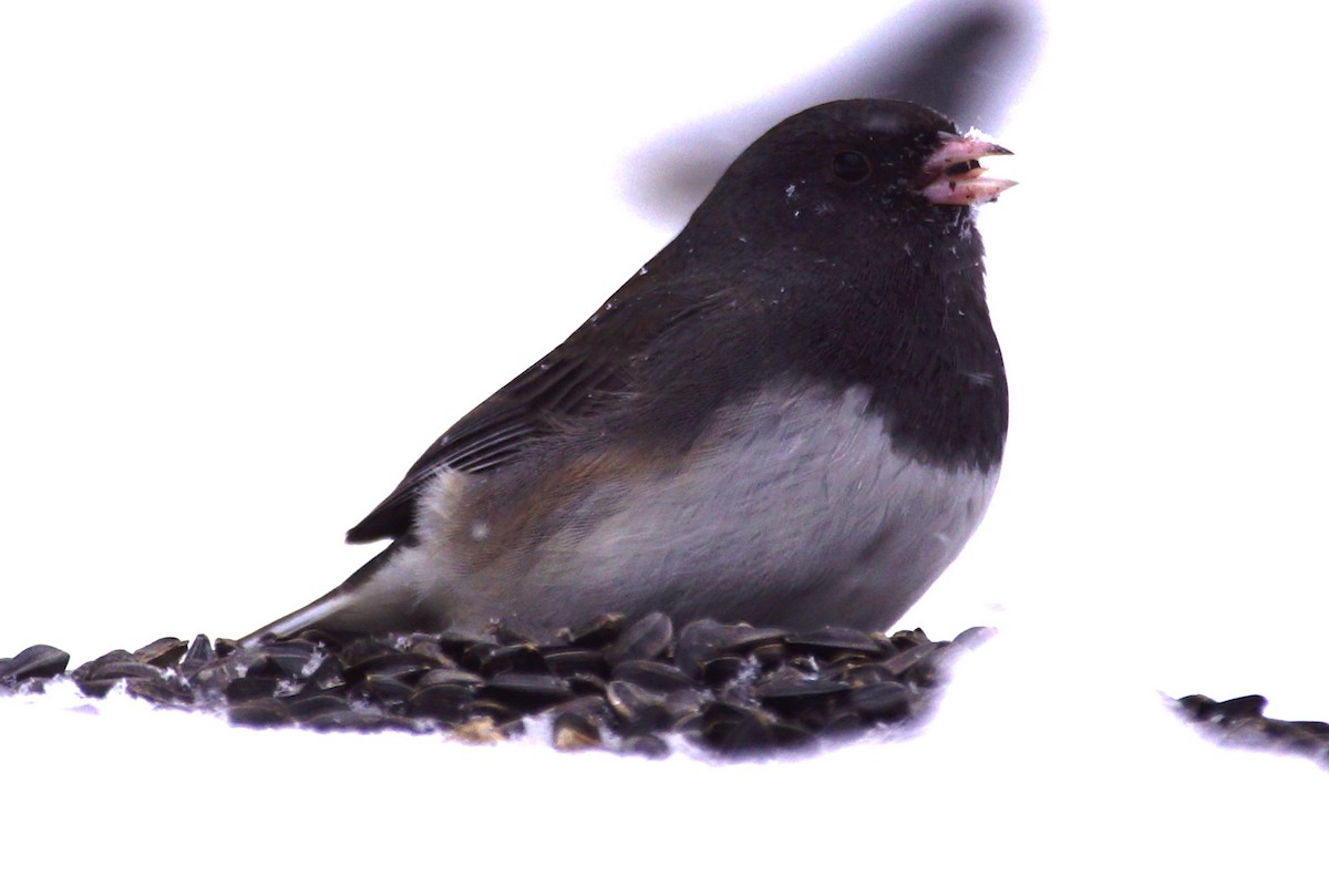 Junco ardoisé (cismontanus) - ML613738300