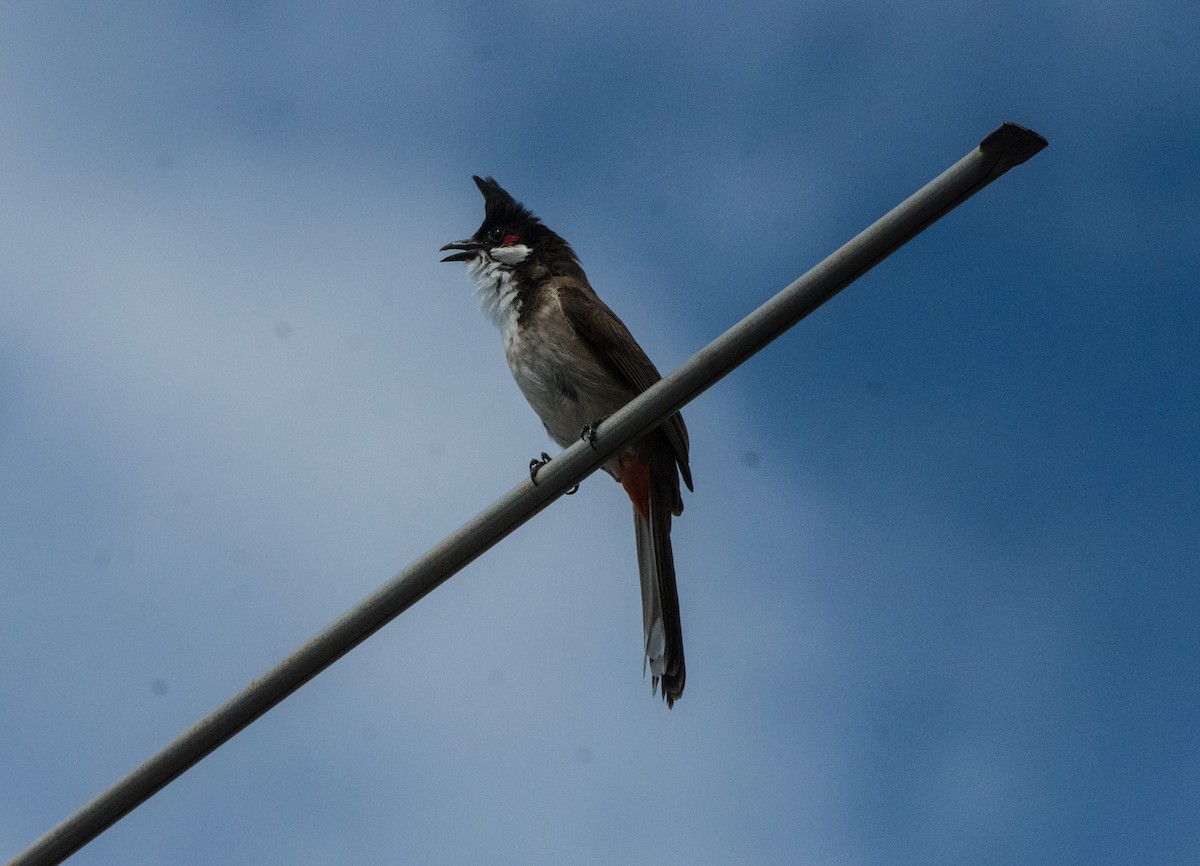 bulbul červenouchý - ML613738310