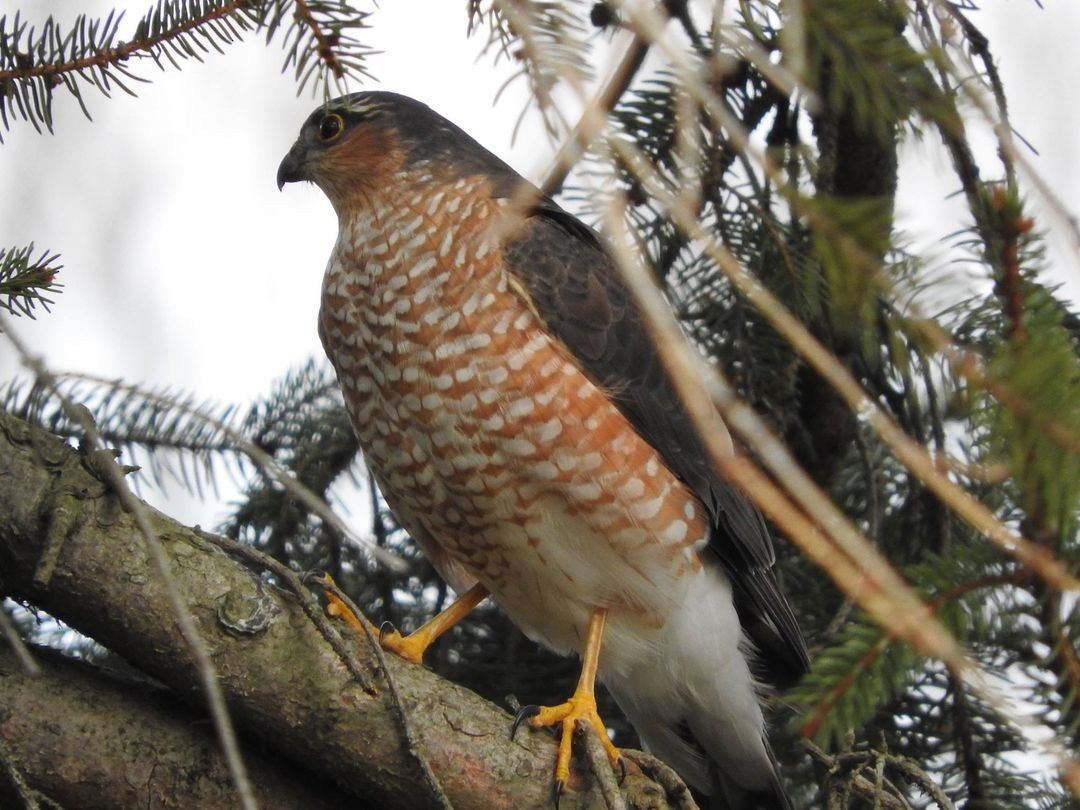 Sharp-shinned Hawk - ML613738348