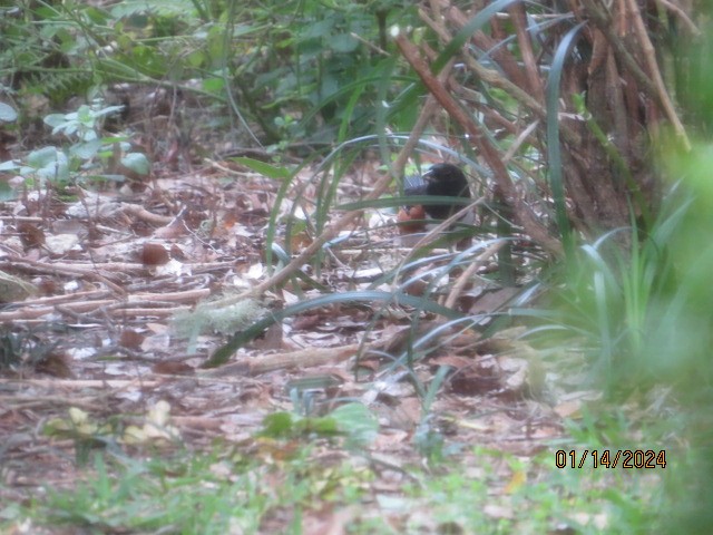 Eastern Towhee (Red-eyed) - ML613738374