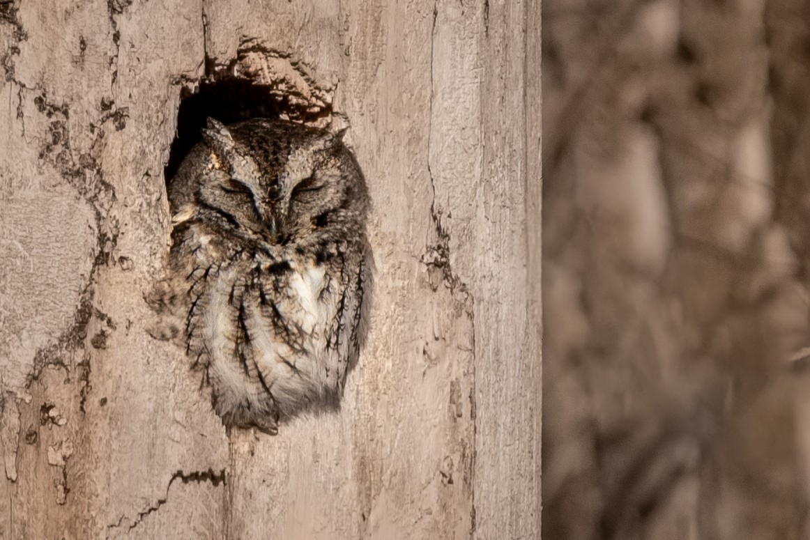 Eastern Screech-Owl - ML613738509