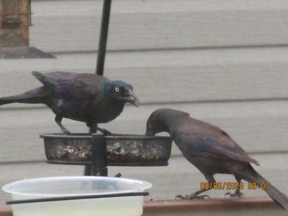 Common Grackle - ML613738514