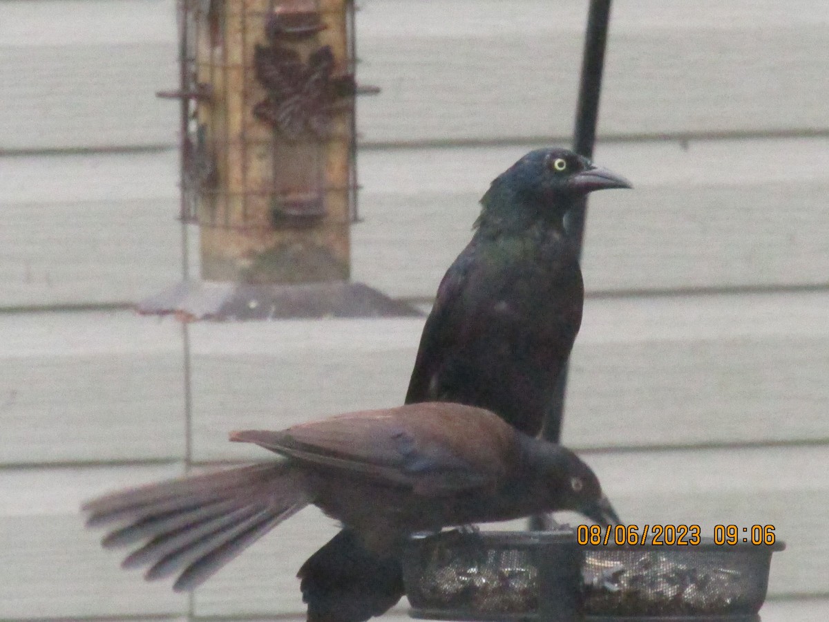 Common Grackle - ML613738515