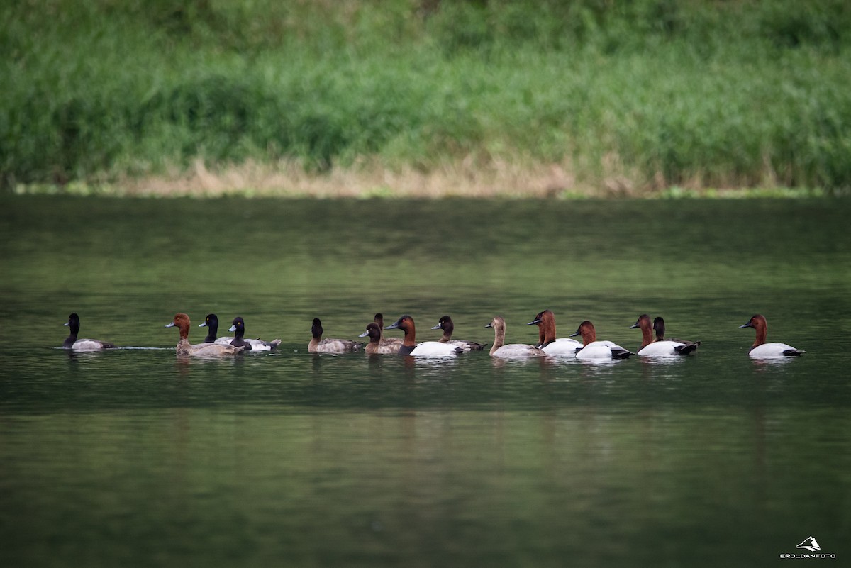 Canvasback - ML613738575