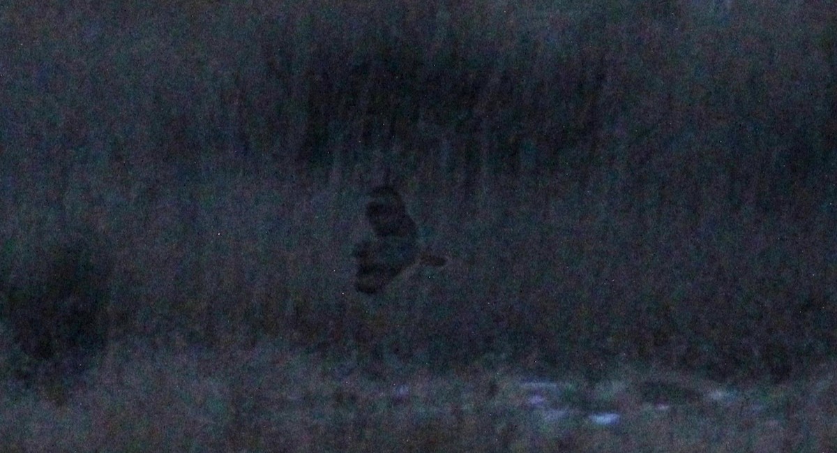 Short-eared Owl - ML613738599