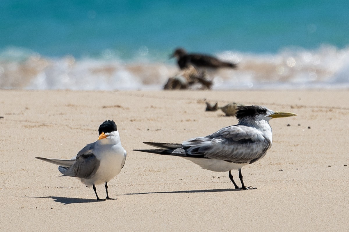 Great Crested Tern - ML613738603