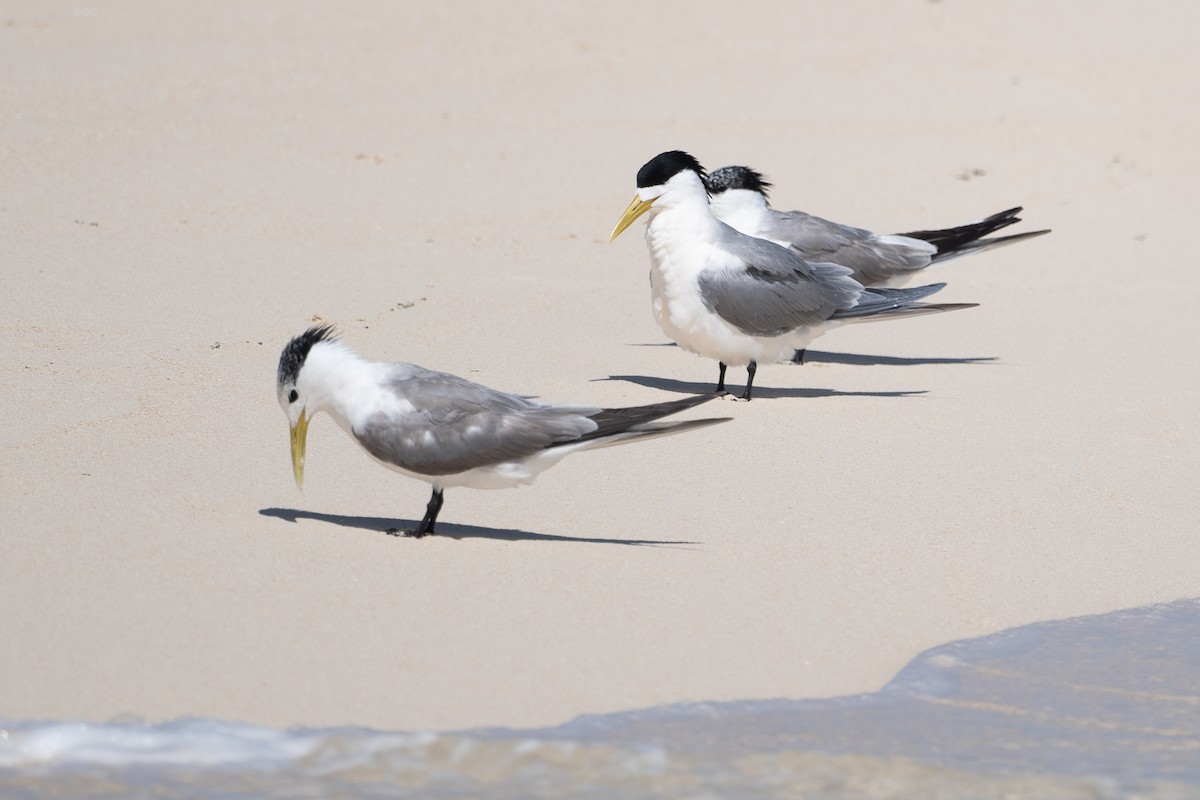 Great Crested Tern - ML613738604