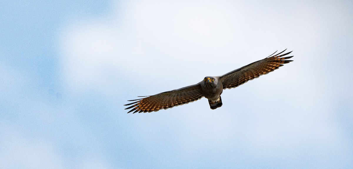 Roadside Hawk - ML613738611