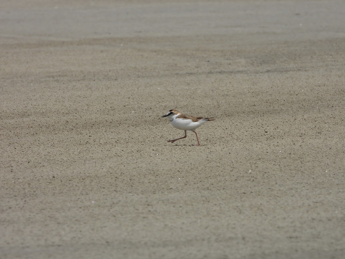 Collared Plover - ML613738644
