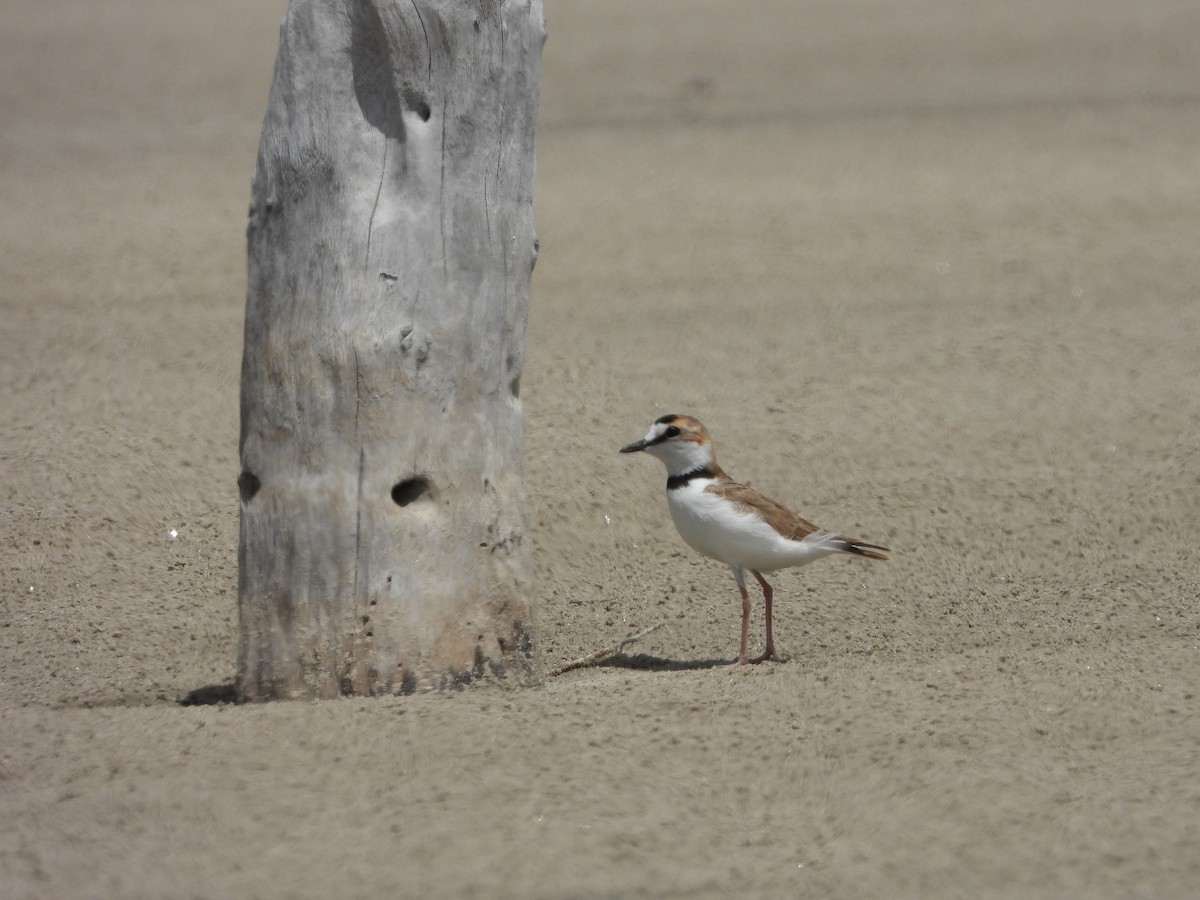 Collared Plover - ML613738645