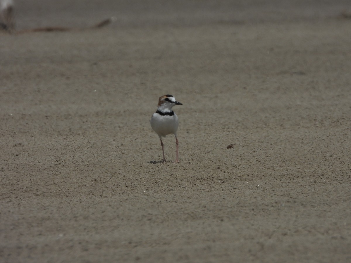 Collared Plover - ML613738646