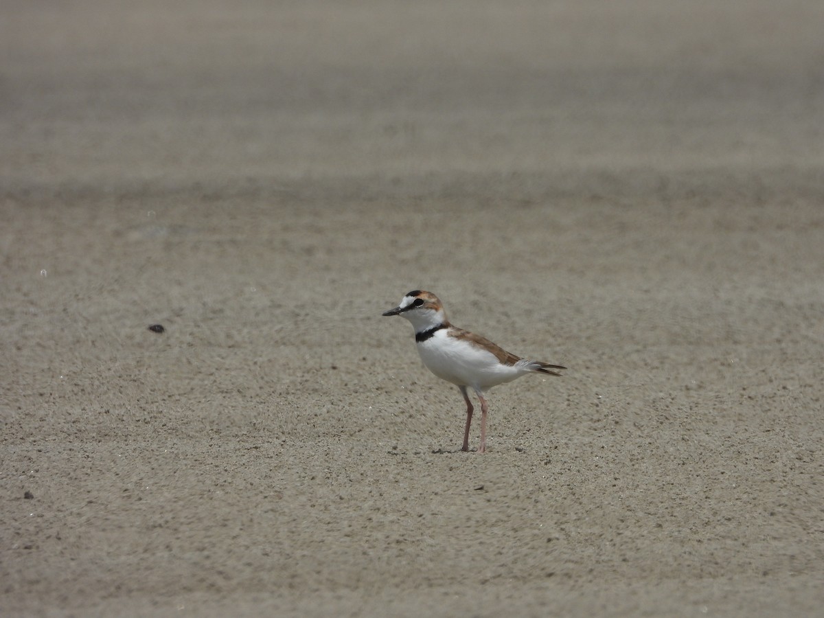 Collared Plover - ML613738647