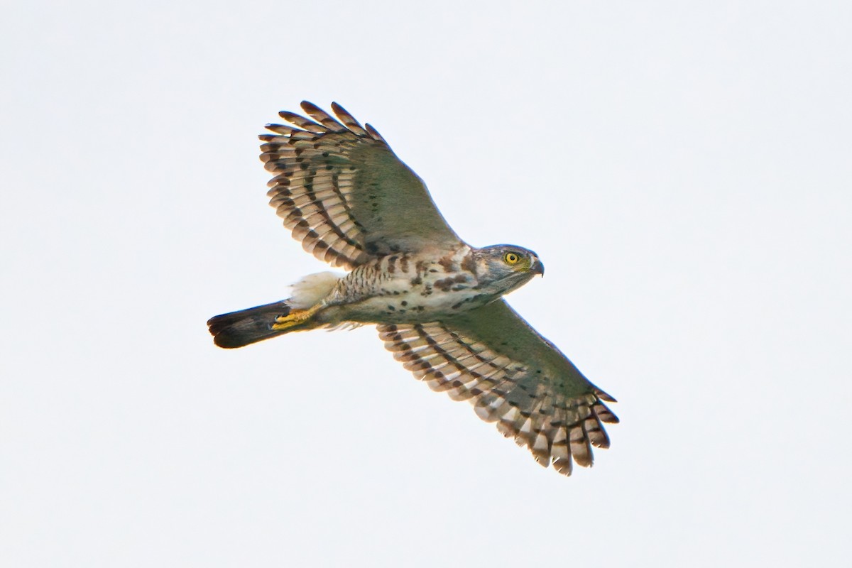 Crested Goshawk - Yuh Woei Chong