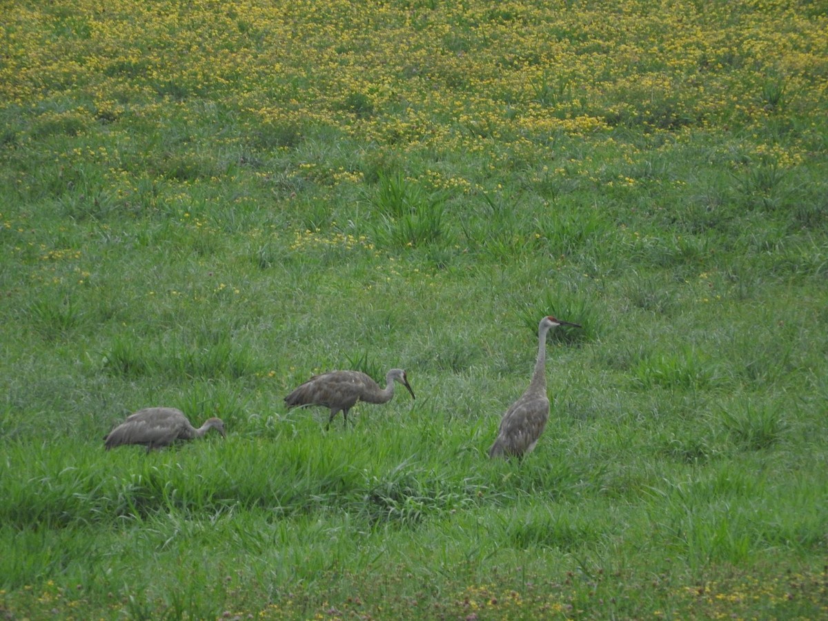 Sandhill Crane - Amanda & Matt Sloan