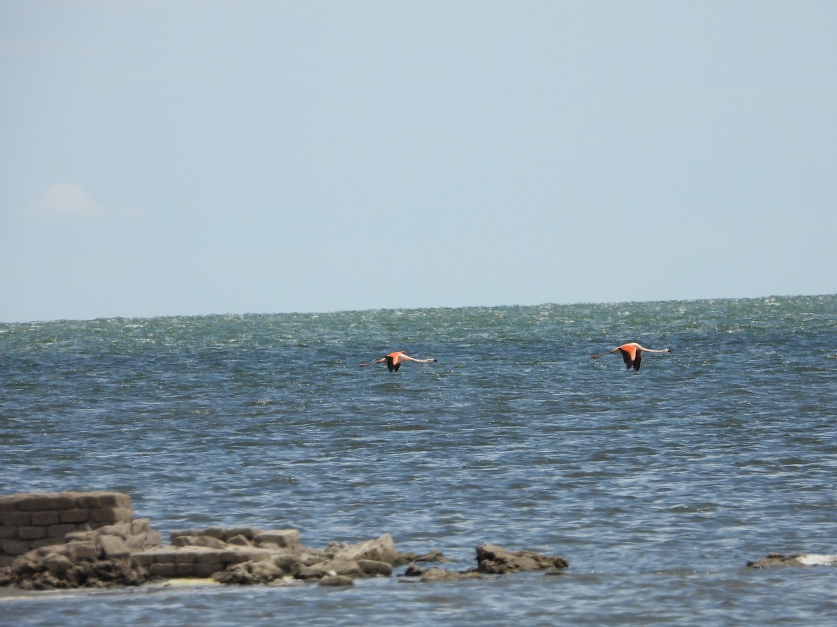 Chilean Flamingo - ML613738667