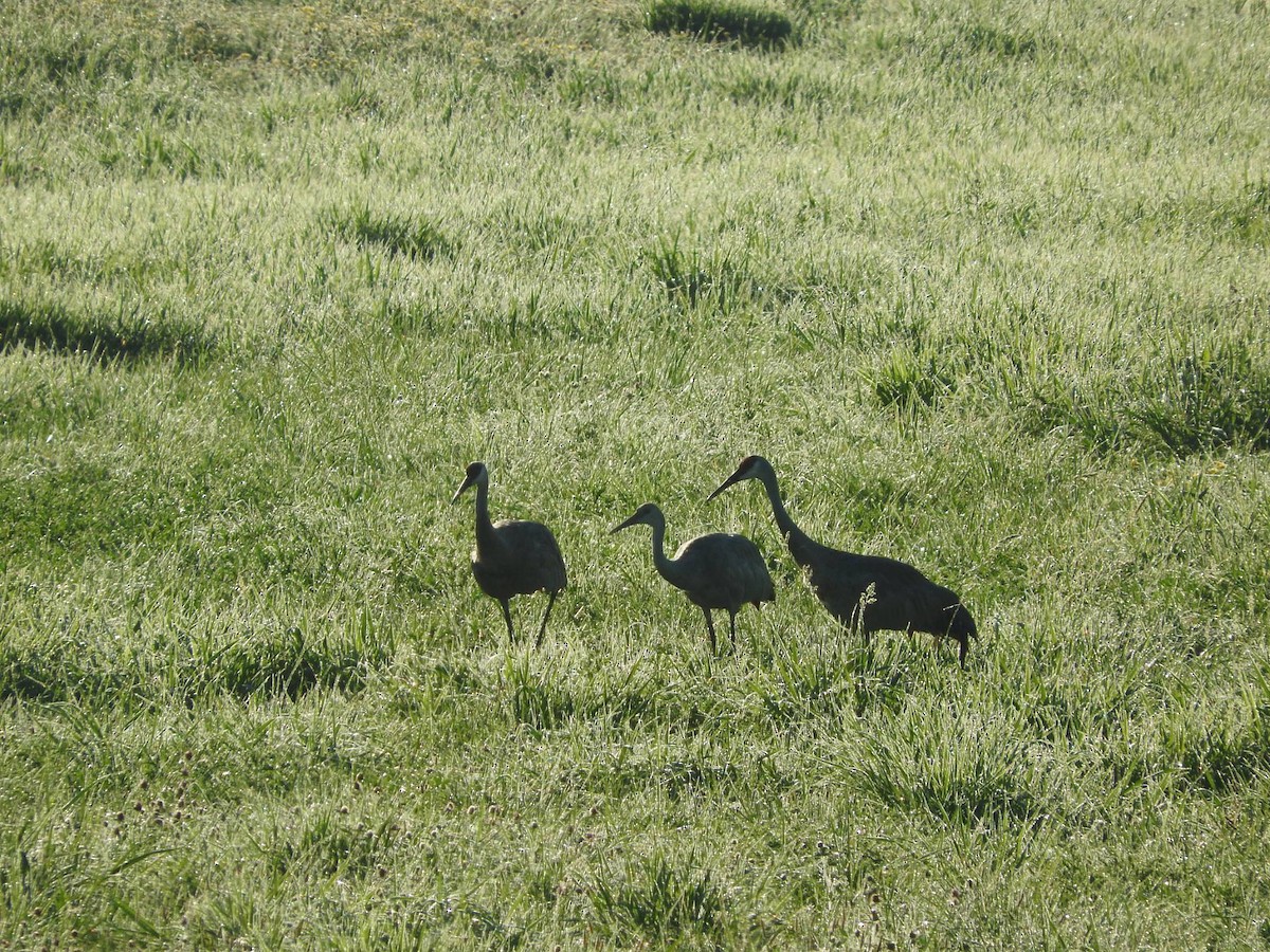 Sandhill Crane - Amanda & Matt Sloan