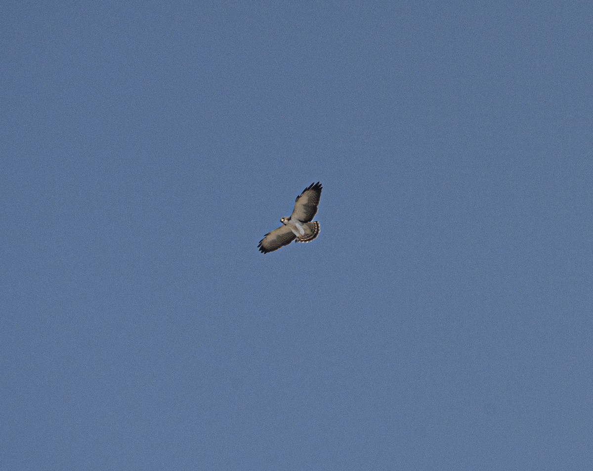 Short-tailed Hawk - ML613738688