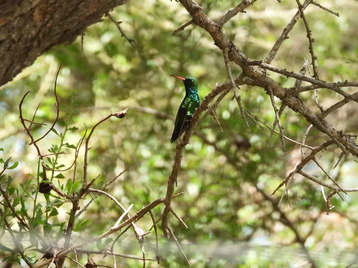 Glittering-bellied Emerald - ML613738706