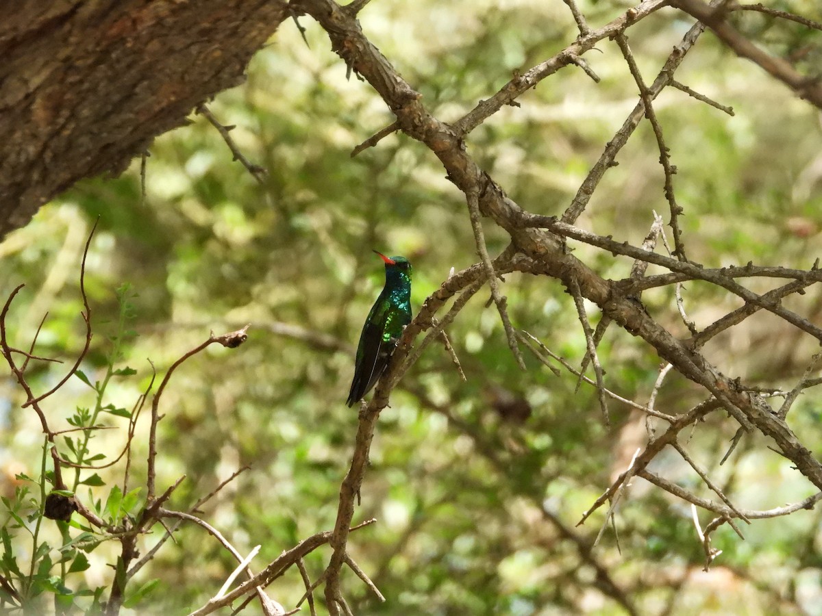 kolibřík lesklobřichý - ML613738707