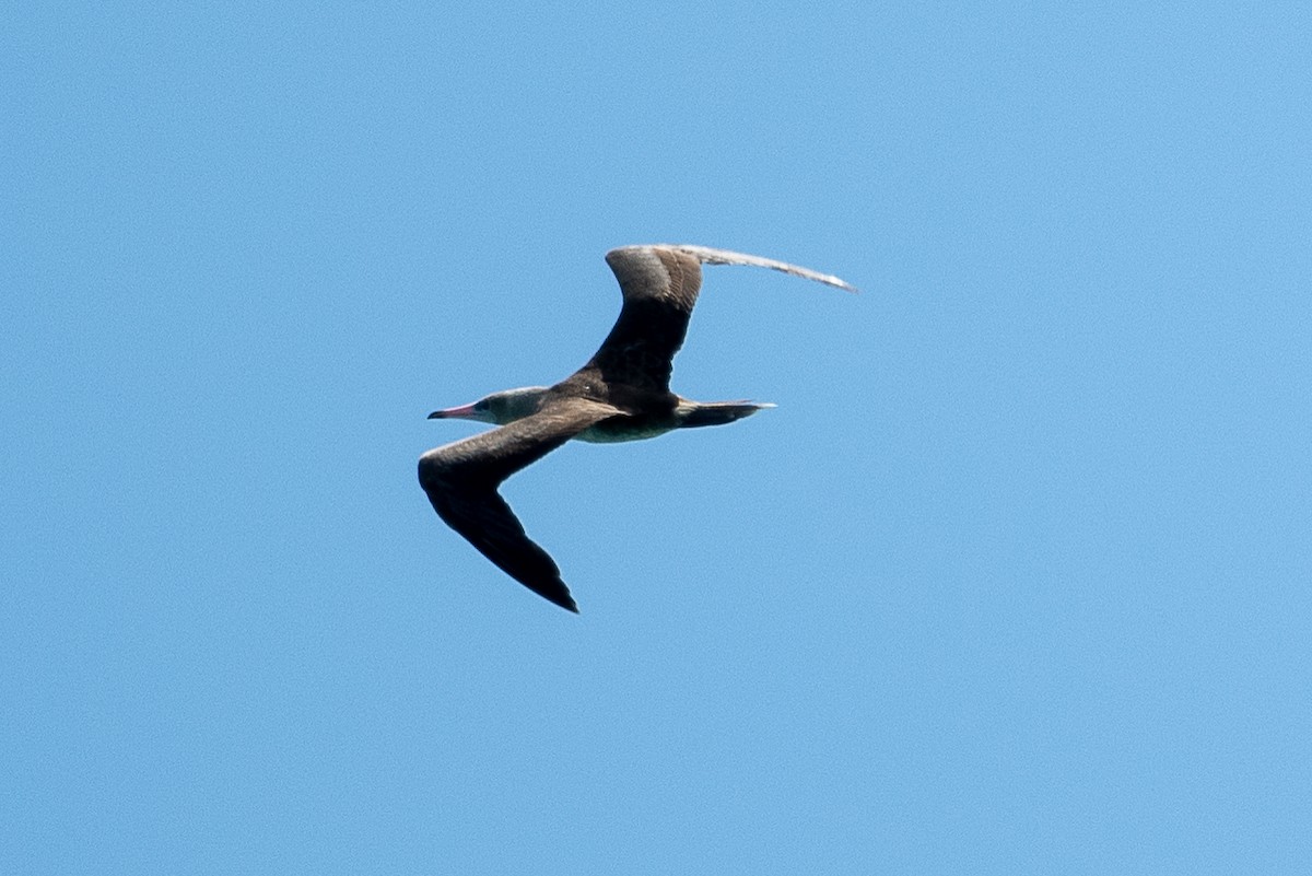 Red-footed Booby - ML613738715