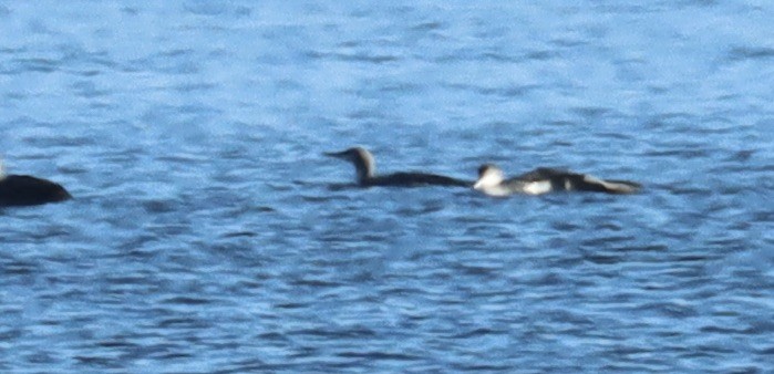 Red-throated Loon - ML613738752