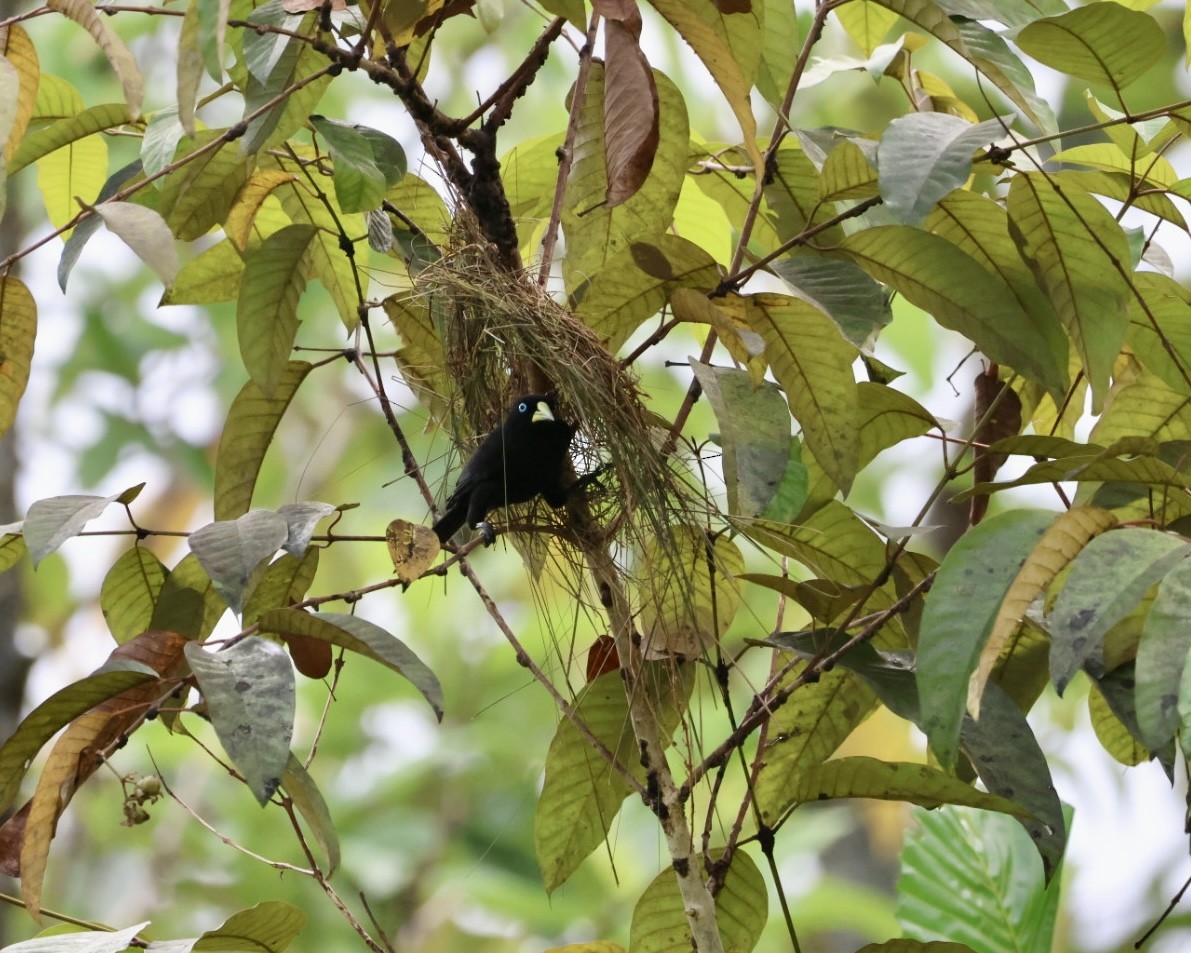 Scarlet-rumped Cacique - Alejandro Pinto_TanagerPhotoTours