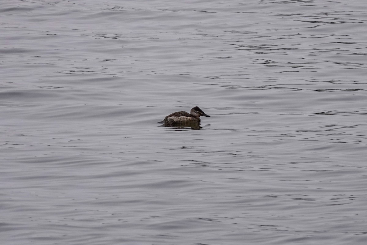 Ruddy Duck - ML613738992