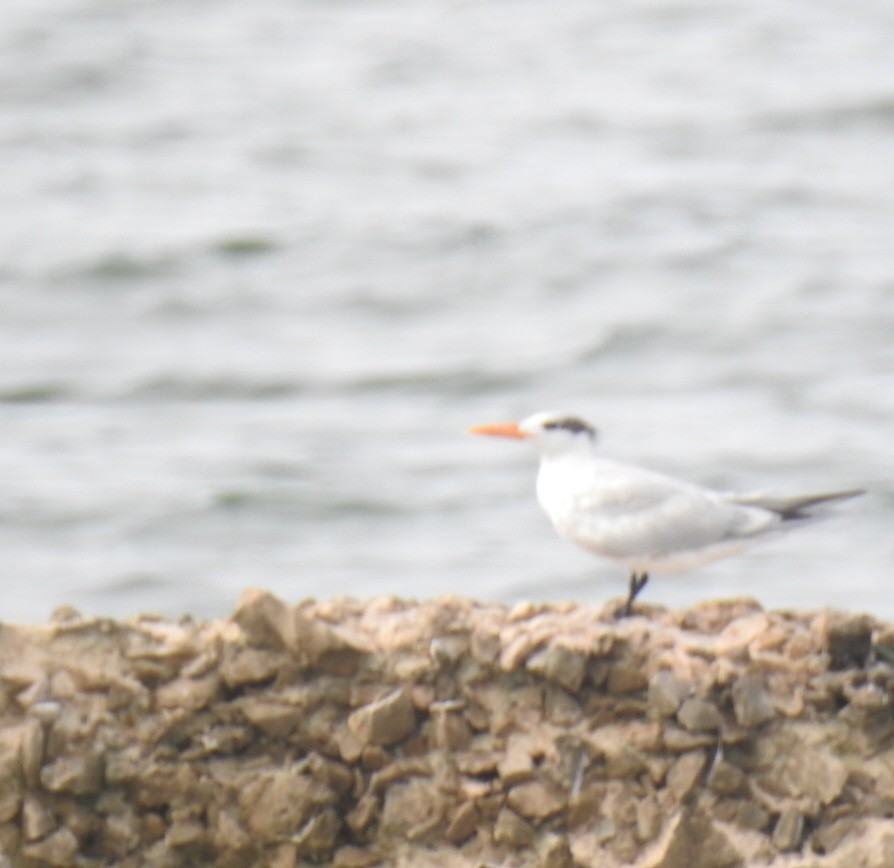 Royal Tern - ML613738997