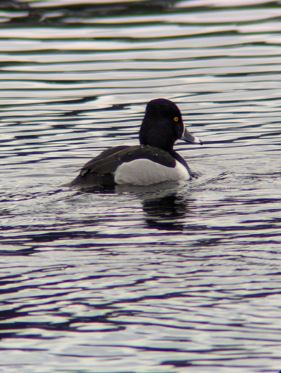Ring-necked Duck - ML613739059