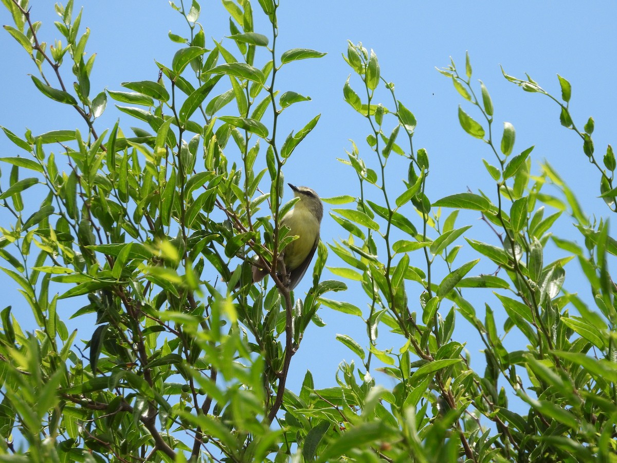 Greater Wagtail-Tyrant - ML613739063