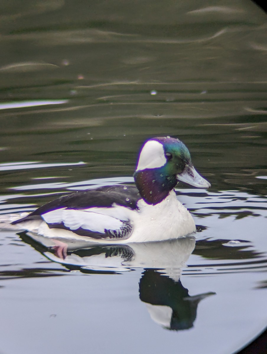 Bufflehead - ML613739069