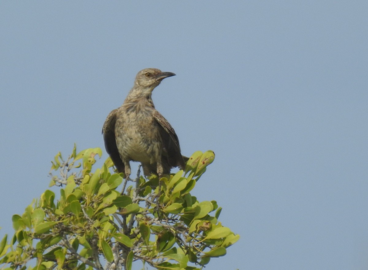 Bahama Mockingbird - ML613739076