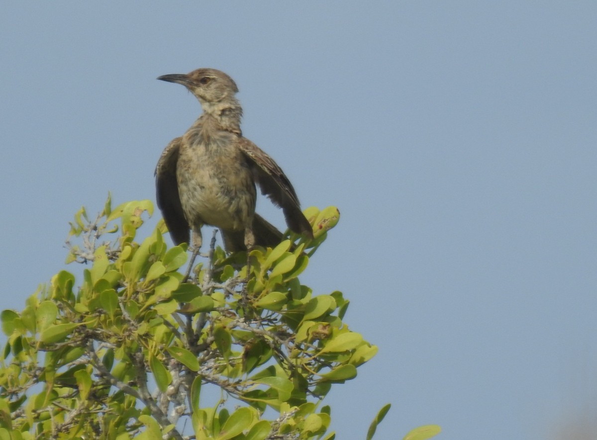 Bahama Mockingbird - ML613739077