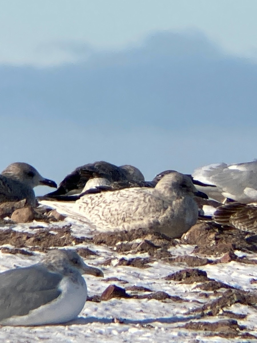 Goéland arctique - ML613739104