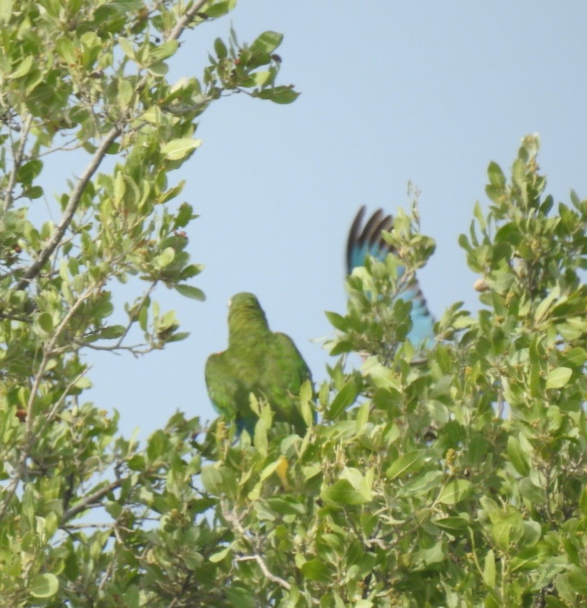 Cuban Parrot (Bahamas) - ML613739112