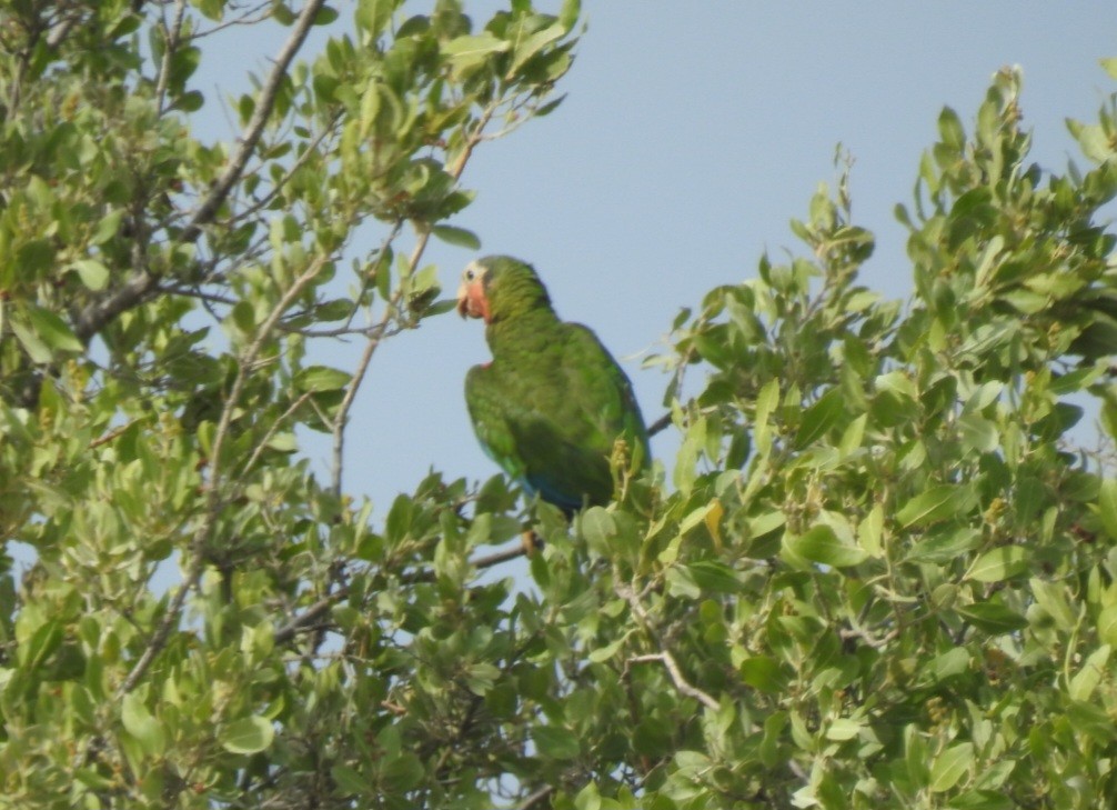 Cuban Parrot (Bahamas) - ML613739113