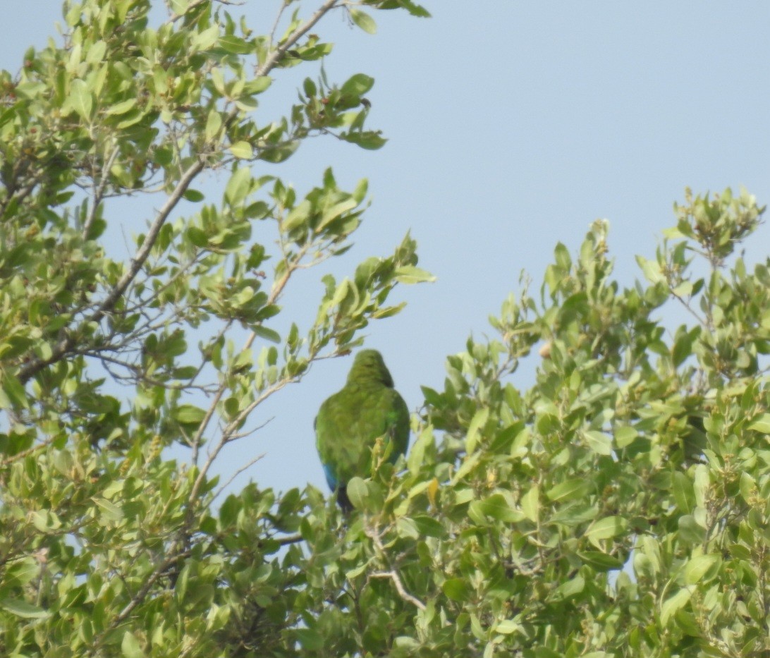 Cuban Parrot (Bahamas) - ML613739114