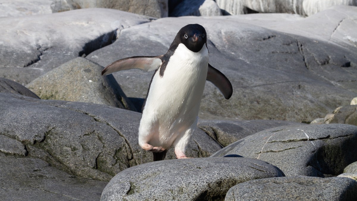 Pingüino de Adelia - ML613739116