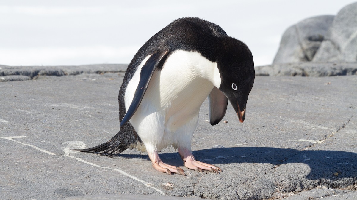 Pingüino de Adelia - ML613739117