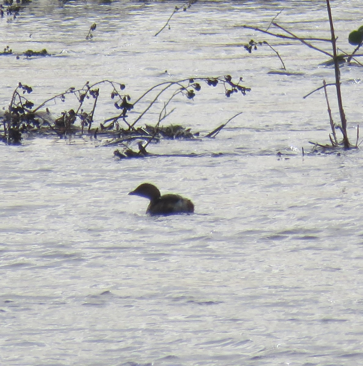 Pied-billed Grebe - Pam Otley