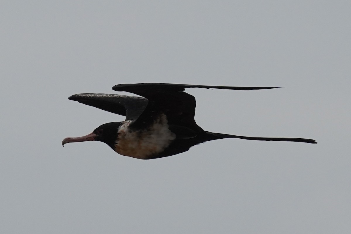 Lesser Frigatebird - ML613739134