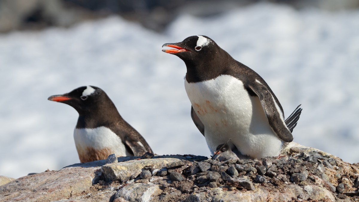 Gentoo Penguin - ML613739148