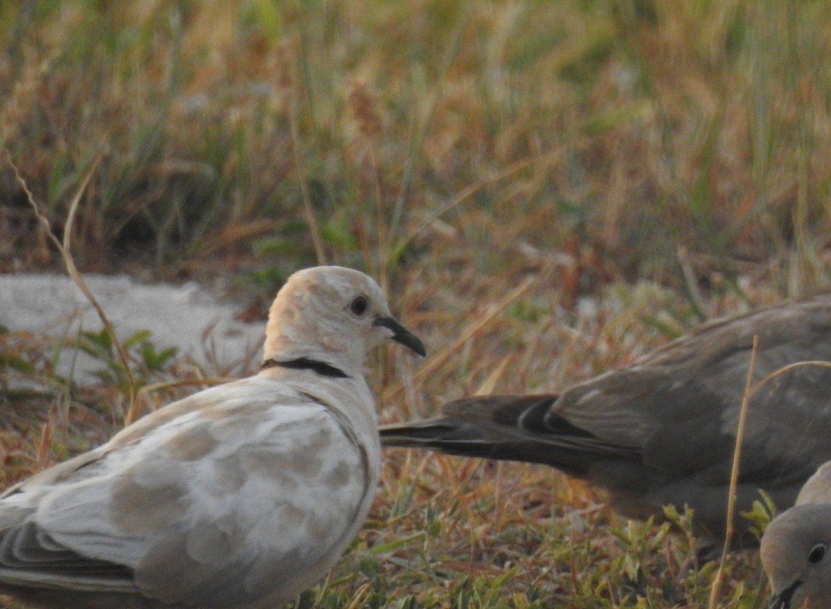 Eurasian Collared-Dove - ML613739308