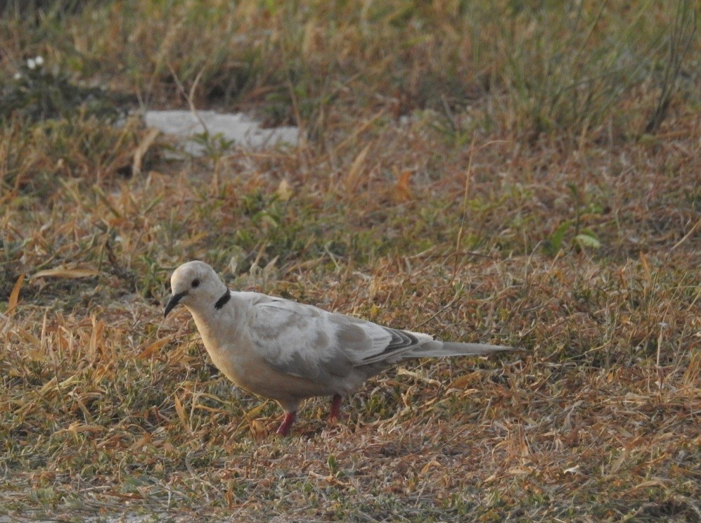 Eurasian Collared-Dove - Allen HENDRICK 864.360.5468