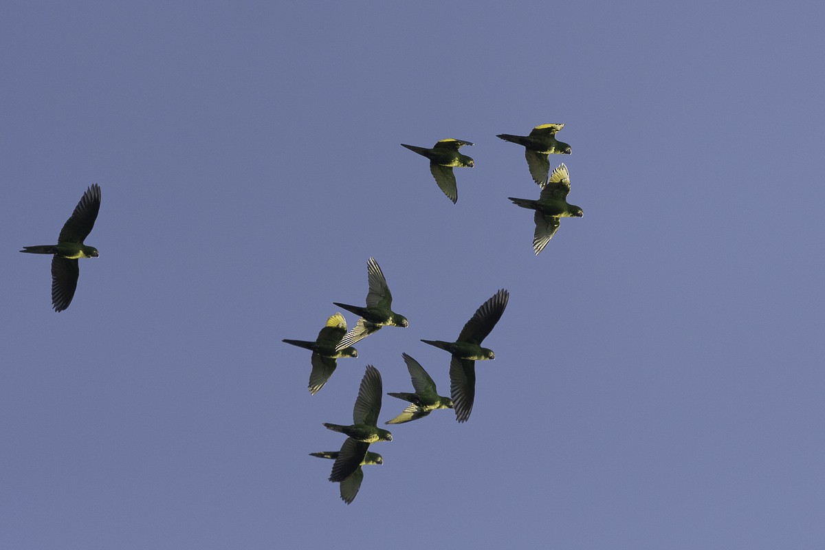 Pacific Parakeet - ML613739375